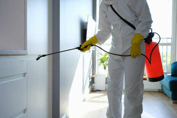 Best Black Mold Removal  in Cherokee, IA