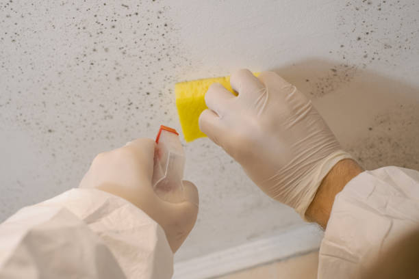 Mold Documentation for Insurance Claims in Cherokee, IA